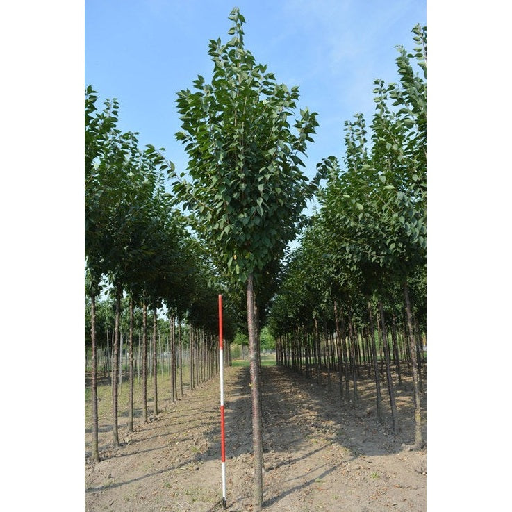 Mahognykörsbär - Prunus schmittii - Stammens omkrets 16-18 cm, höjd 3,5-4 meter, HS,